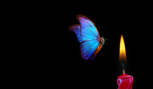 Butterfly Flying Into The Light Of A Candle. Bright Tropical Morpho Butterfly And Candle Flame On Black Background. Temptation And Danger