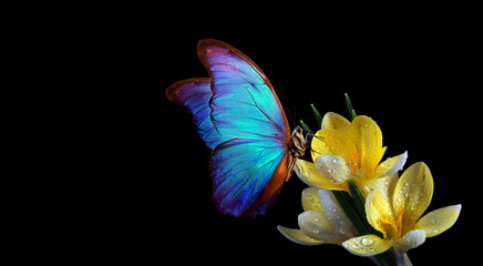 Aufkleber - bright blue tropical morpho butterfly on yellow crocus flowers isolated on black. selective focus