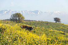 Pastoral View. Cows Grazing On A Blooming Field Against The Background Of The Sky