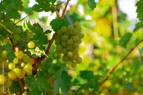 Obraz Dibond Branches of grapes plant on farm in morning sunlight