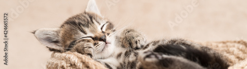 Obraz Dibond Tabby kitten cute sleeping in a wicker basket banner