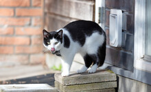 Cat With GPS Escapes From A Cat Door