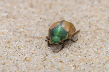 Beetle On The Sand Anomala Dubia 