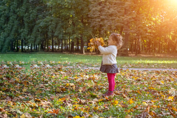 adorable toddler girl playing with yellow maple leaves in autumn park on a sunny day