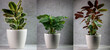 Kalapeha Topfpflanze vor einer Betonwand