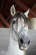 Portrait of a beautiful white purebred horse on stall
