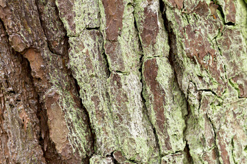 Wall Mural - Tree bark. Tree bark background with moss. Green tree bark.