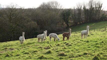 alpacas in a field