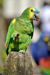 Wall Mural - Turquoise-fronted amazon (Amazona aestiva), also called the turquoise-fronted parrot, the blue-fronted amazon, perched on wood post and eating a fruit