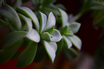 Sticker - blue and white flower