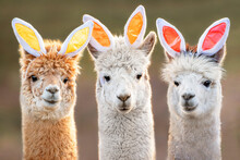 Three Funny Alpacas With Bunny Ears