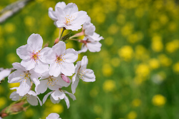 Wall Mural - Cherry blossoms against unfocused canola flowers with copy space　桜と菜の花の背景 コピースペース
