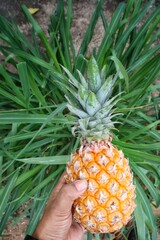 Canvas Print - Selfie of pineapple tropical fruit on hand