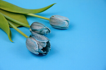 Wall Mural - Beautiful blue tulips isolated on a blue background stock images. Three tulips on a blue background with copy space for text photo. Blue tulips frame images