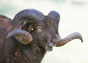 Portrait of a male black ouessant sheep