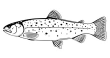 Realistic Brown Trout Fish Isolated Illustration, One Freshwater Fish On Side View, Commercial And Recreational Fisheries