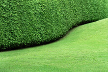 View Of The Hedge In The Form Of A Undulating Continuous Wall Of Thuja And A Smooth Green Lawn. The Formation Of A Bush During Plant Growth. Concept Background, Texture, Plant Care, Pruning Cutting.