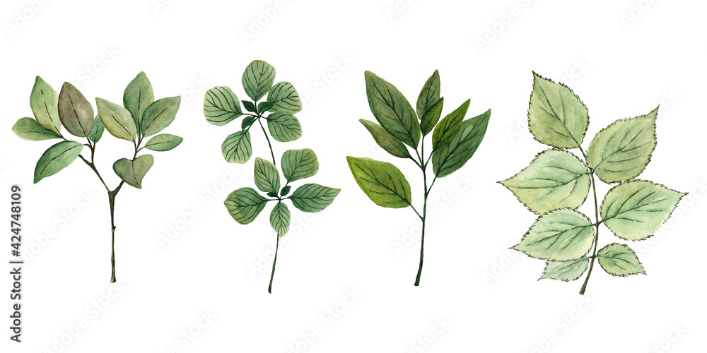 Hand drawn watercolor set of branches with green leaves. Watercolor ...