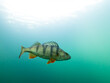 Big perch swimming in turquoise clear water