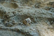 Hermit Crab Using Plastic Bottle Cap As His Home