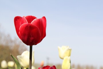 a beautiful red tulip in the flower garden closeup