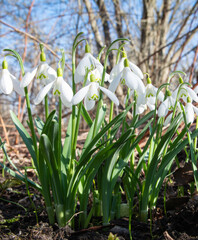 Wall Mural - white snowdrop flowers at garden on spring.