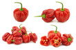 spicy hot red habanero peppers  on a white background