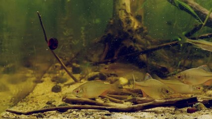 Wall Mural - European bitterling, sunbleak and common ruffe, feeding time with frozen food in temperate European coldwater river biotope, natural behaviour of wild fish in captive