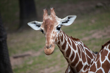 Wall Mural - Reticulated giraffe (Giraffa camelopardalis reticulata).