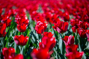 Red tulip field in sunshine