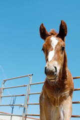 Close up portrait of quarter horse filly foal on blue sky background.