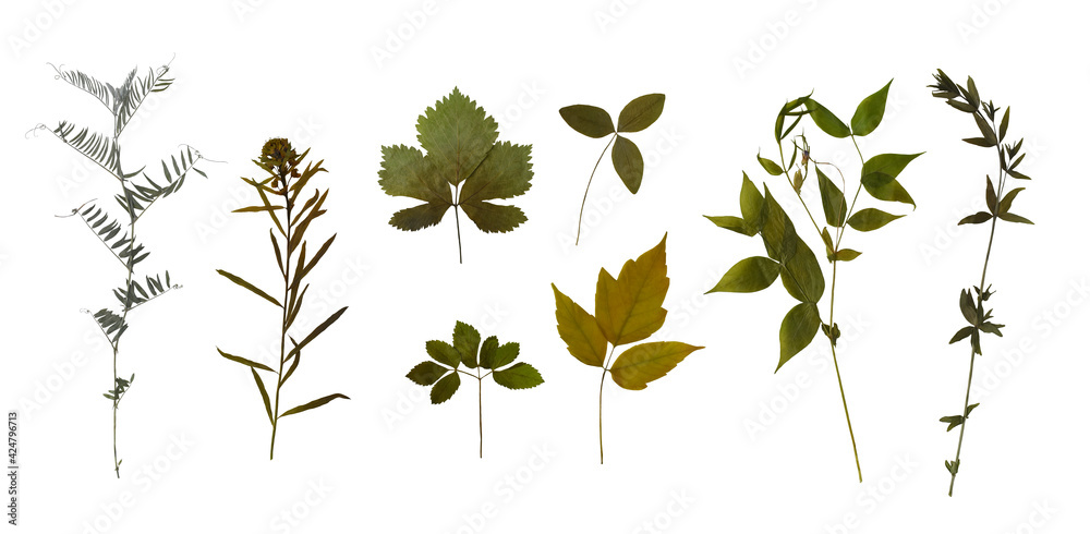 Dry pressed wild flowers, leaves and plants isolated on white background. Botanical collection