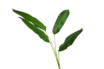 banana leaf, greenish home plant isolated on white background. botanical collection of wild and gard
