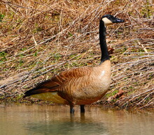Goose On The River Bank