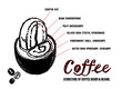 コーヒーチェリーとコーヒー豆の構造イラスト。中身の説明イラスト。
