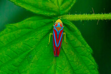 Candy Striped Leafhopper Insect