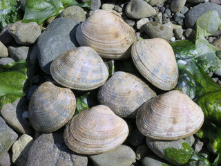 Wall Mural - Manila Clams - Venerupis philippinarum