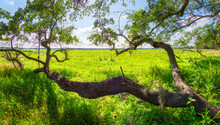 Live Oak Tree Overhanging Green Field  In Myakka River State Park In Sarasota Florida USA