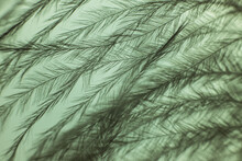 Closeup Of The Down Feather Of A Bird. The Bird's Feather Is Close, Fluff Like Seaweed Or Fairy Trees, An Abstraction Of Tenderness And Lightness
