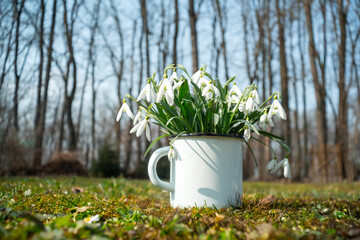 Wall Mural - Bouquet of snowdrops in an iron mug on spring meadow forest closeup. Macro nature photography