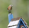 female eastern bluebird perched on bluebird house