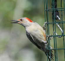 Red Bellied Woodpecker Profile With Mouth Open On Feeder
