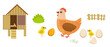 Chicken, egg, chicks and coop isolated on white background. Mother and babies. Flat cartoon vector illustration.