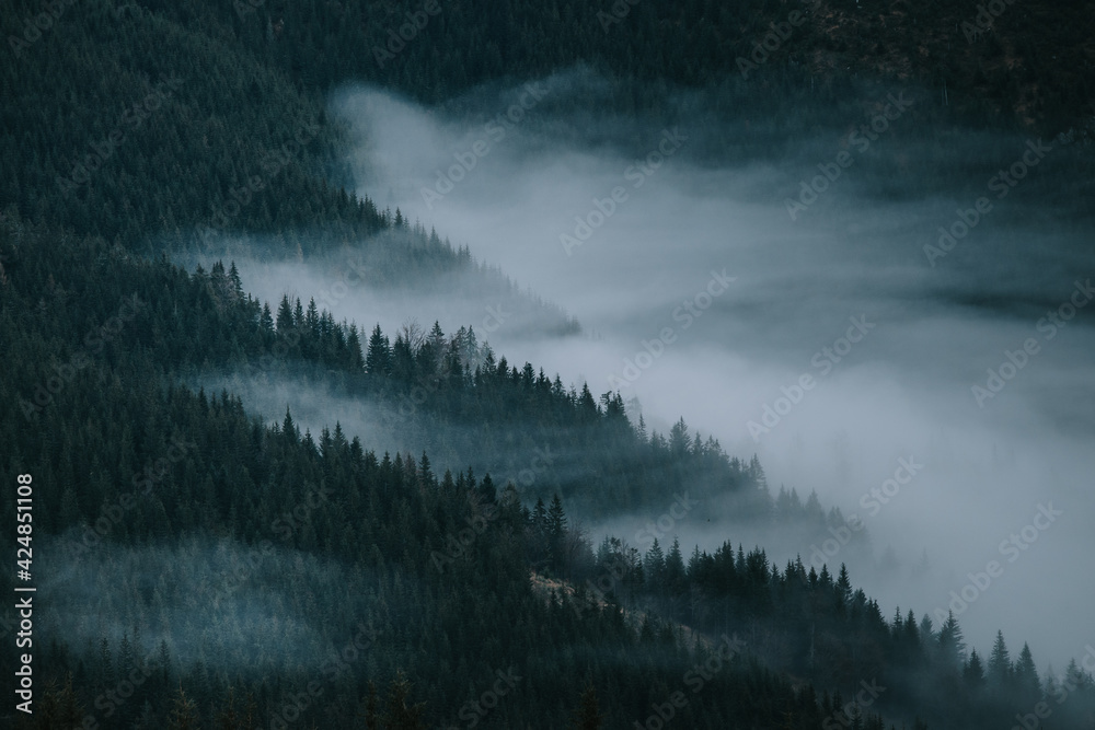 Fog in dark misty autumn nature, carpathian mountains - obrazy, fototapety, plakaty 
