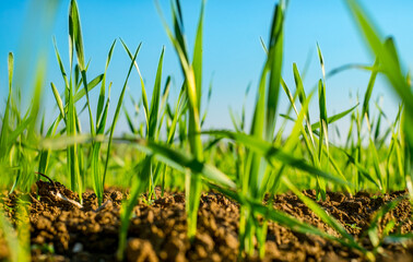 Young sprouts of wheat, closeup view