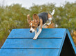 Beagle on dog agility trial