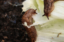 Slugs Feeding On Vegetation In The Garden