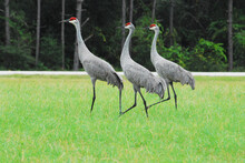 BIRDS- Florida- Close Up Of Three Beautiful Sandhill Cranes