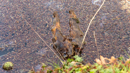 Piece of wood in the shape of legs, floating by the lake, among dead leaves