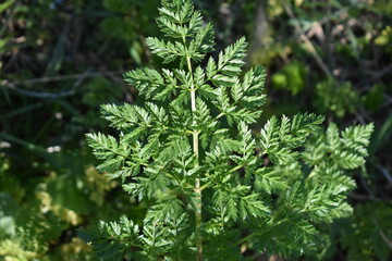 Poster - Green Leaf